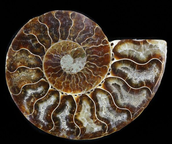 Agatized Ammonite Fossil (Half) #38767